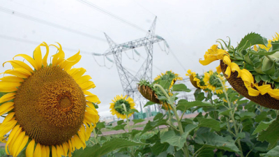 Lanzan hoy el certamen Primer lote de girasol