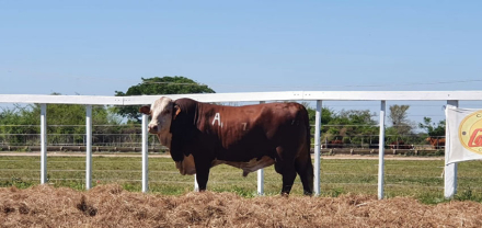 Remate-en-CaaCupe.jpg