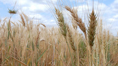 Esperando por el girasol, y con el trigo entregado para la trilla