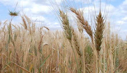 Trigo-en-el-Chaco.jpg