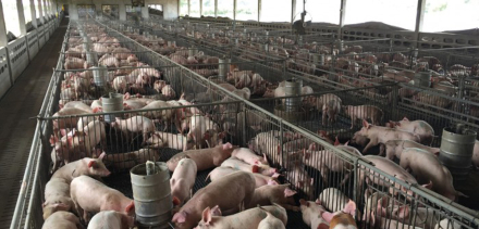 uk-pig-big-farm.jpg