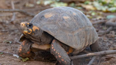 El Impenetrable será el nuevo hogar de 40 tortugas Yabotí