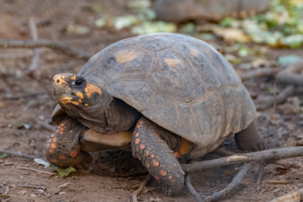 tortu.jpg