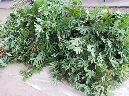 agronomia2.jpg