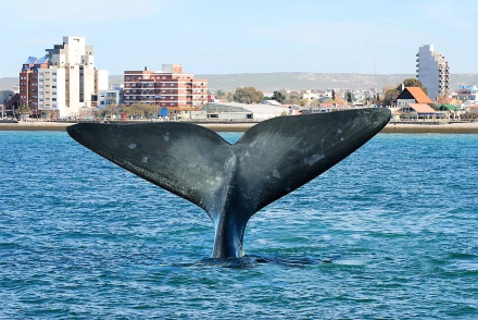 finde largo puerto madryn01.jpg