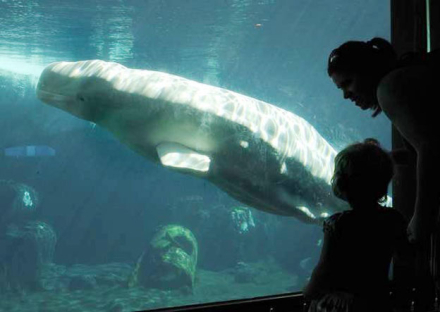 acuario2.jpg