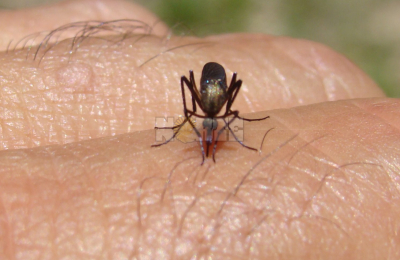 Con lluvias frecuentes, los mosquitos que invaden la ciudad seguirán gozando de buena salud