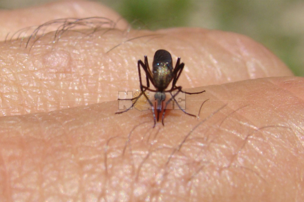 mosqui.jpg
