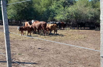 El alambre se volvió un bien escaso para los campos ganaderos