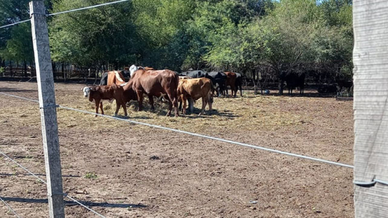 El alambre se volvió un bien escaso para los campos ganaderos
