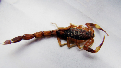Picadura de alacranes: síntomas, qué hacer y cómo erradicarlos