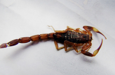 Picadura de alacranes: síntomas, qué hacer y cómo erradicarlos