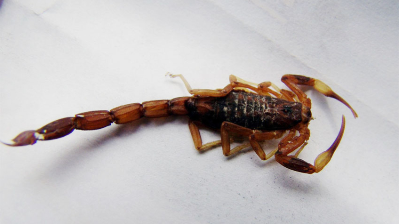 Picadura de alacranes: síntomas, qué hacer y cómo erradicarlos