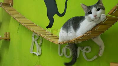 Cómo funciona una guardería para perros y gatos durante las Fiestas