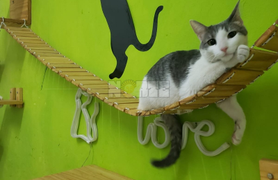 Cómo funciona una guardería para perros y gatos durante las Fiestas