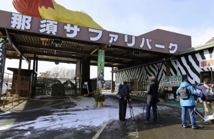 japon-tigre-zoologicojpg.jpg