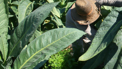 Producción detalló el estado de fondos y las gestiones a favor de productores tabacaleros