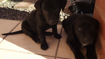 La crisis económica resiente la adecuada atención de las mascotas