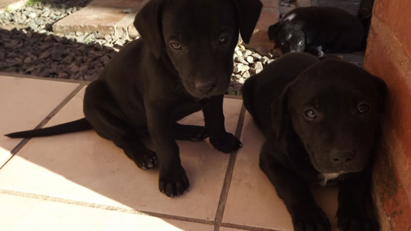 La crisis económica resiente la adecuada atención de las mascotas