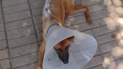 Campaña para ayudar a "Lola", víctima del maltrato animal