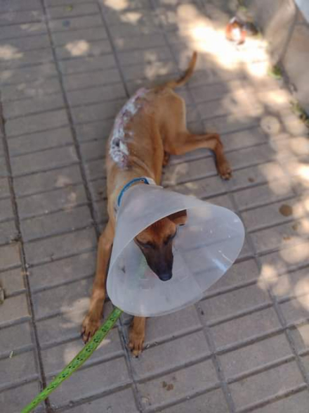 Lola perra.jfif