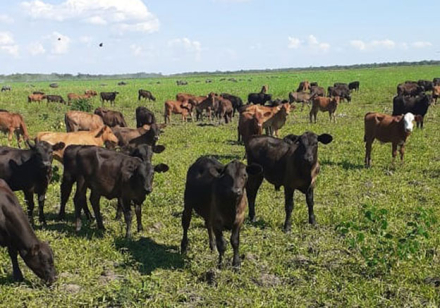 vacas-pasto.jpg