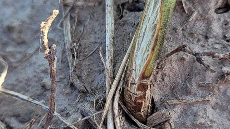 Preocupación por quiebre de tallos en soja y algodón