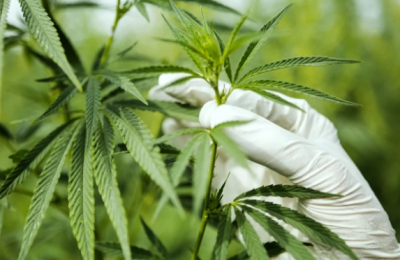 Expectativas por la nueva Agencia Nacional de Cannabis, donde Chaco tendrá un representante