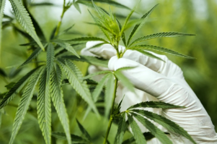 cannabis medicinal.jpg