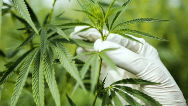 Toman impulso el cannabis medicinal y el cáñamo industrial en el Chaco