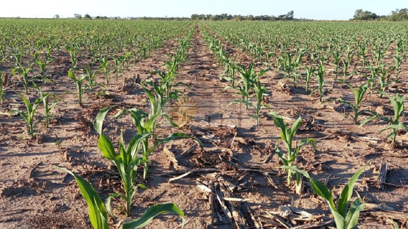 Declaran la emergencia y desastre agropecuario en el Chaco a causa de la sequía