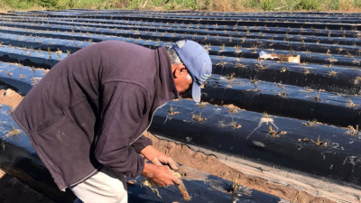 Plantines de frutilla para pequeños y medianos productores entregará el Gobierno