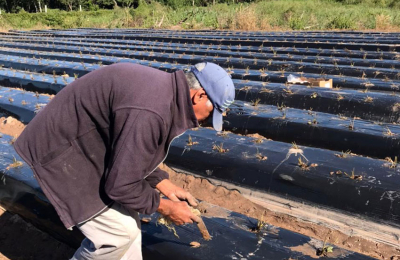 Plantines de frutilla para pequeños y medianos productores entregará el Gobierno