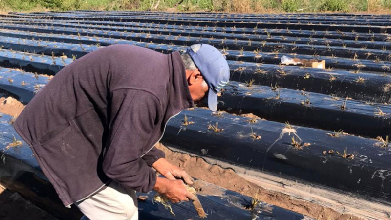 Plantines de frutilla para pequeños y medianos productores entregará el Gobierno
