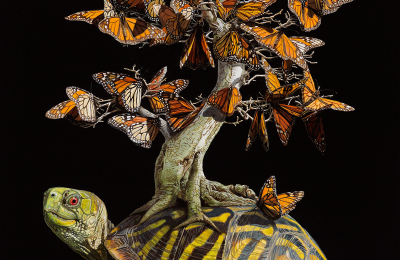 Naturaleza inter-sometida