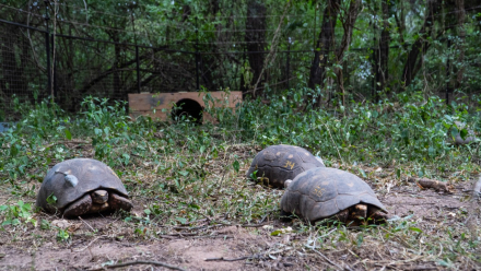 tortugas.jpg