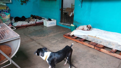 La fundación Hogar 4 Patitas necesita la colaboración de todos