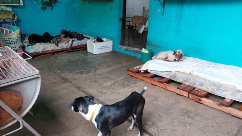 La fundación Hogar 4 Patitas necesita la colaboración de todos