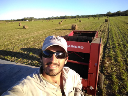 haciendo rollos alfalfa.jpg