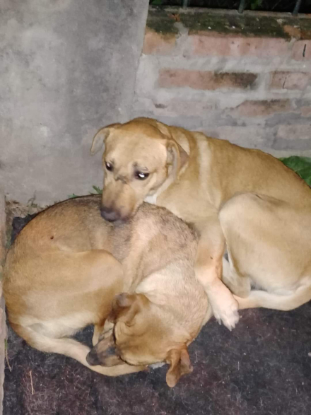 perros abandonados.jpg