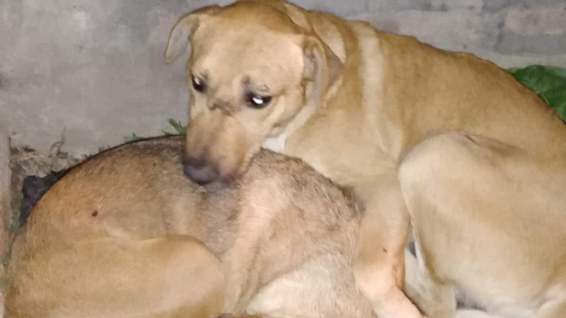 Su dueña falleció y los sacaron a la calle