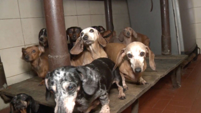 Rescataron a 55 perros que eran maltratados en un criadero ilegal