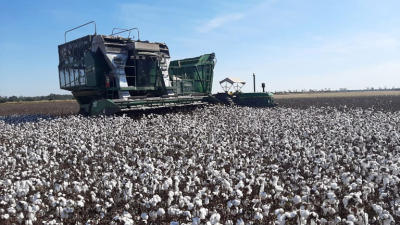 Falta cosechar cerca del 30% de los lotes de algodón en el Chaco
