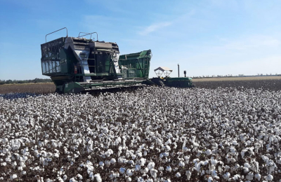 Falta cosechar cerca del 30% de los lotes de algodón en el Chaco