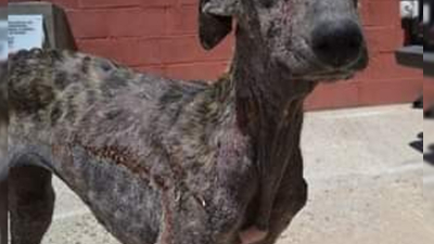 Huellas Caninas pide colaboración para una perrita con sarna y desnutrida