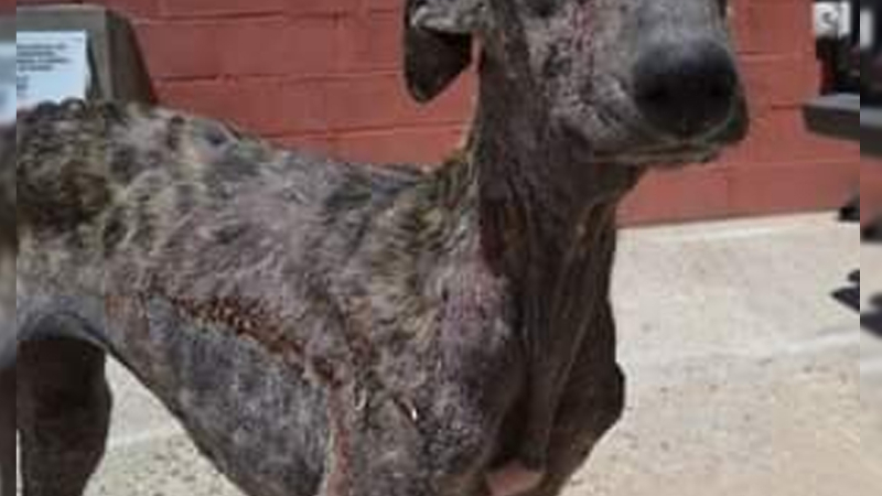 Huellas Caninas pide colaboración para una perrita con sarna y desnutrida
