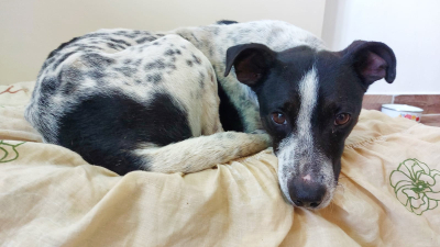 Adopción responsable: buscan una familia para "Manchi"