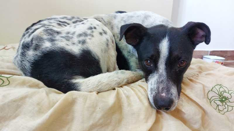 Adopción responsable: buscan una familia para "Manchi"
