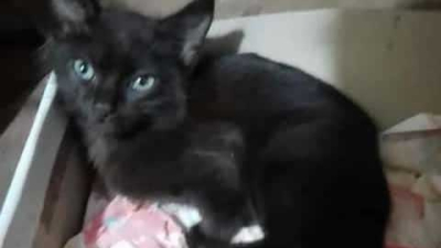Piden ayuda para un gatito rescatado