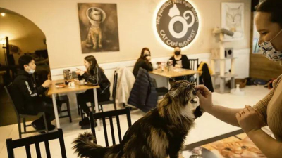 Perros y gatos, bienvenidos: esta ciudad argentina se convirtió en "pet friendly"